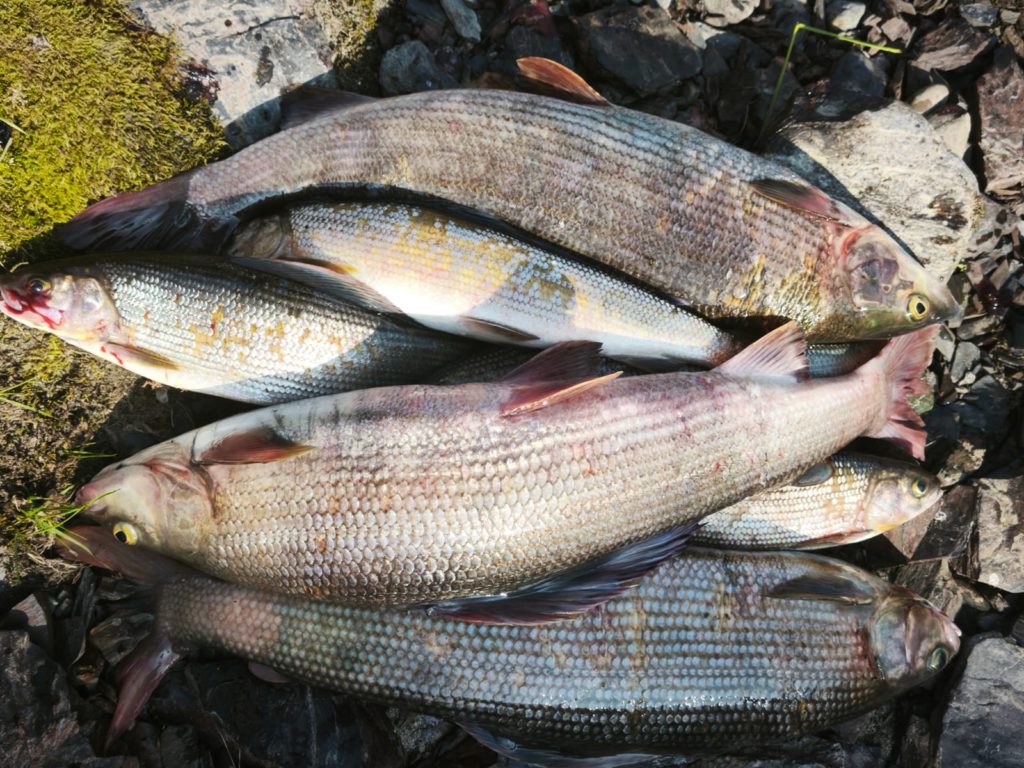 Рыбалка на реке НярмаЯха